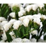 statice_white_2-1.jpg